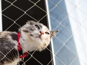 Redes de segurança para piscinas em Fortaleza