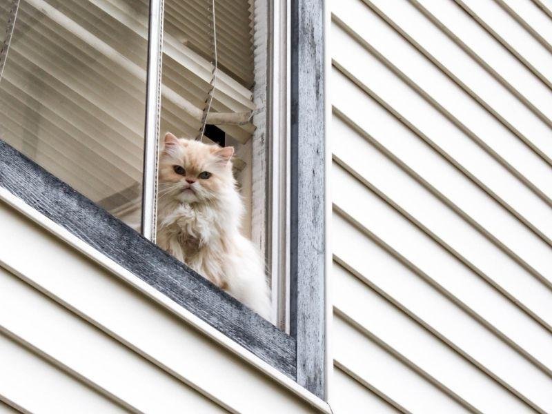 Telas de proteção para escolas em Fortaleza