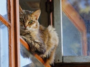 Redes de proteção para piscinas em Fortaleza