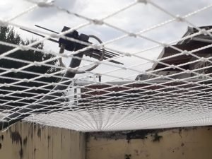 Telas de segurança para pets em Fortaleza