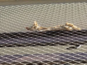 Telas de segurança para Gatos em Fortaleza