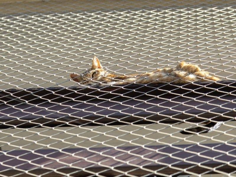 Telas de segurança para Gatos em Fortaleza