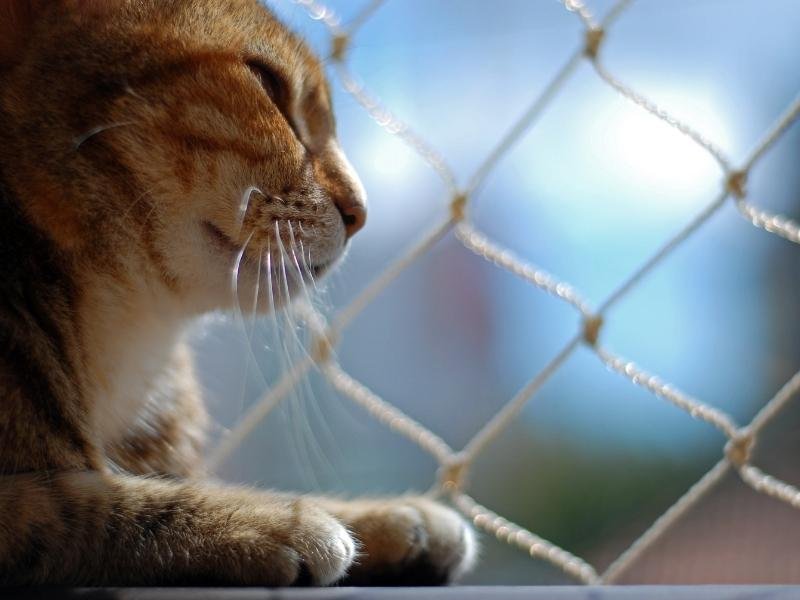 Rede para janelas com qualidade garantida em Fortaleza