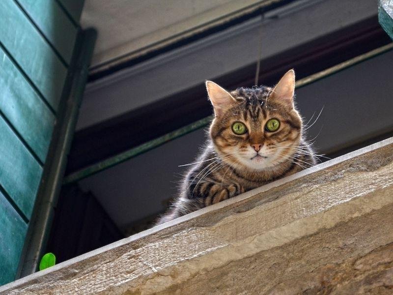 Rede para janelas com qualidade garantida em Maracanaú