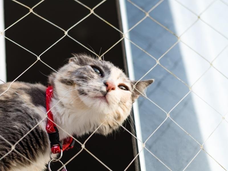 Proteja animais com rede residencial em Cumbuco