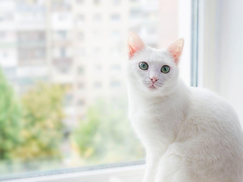 Garanta a segurança de animais com rede residencial em Fortaleza