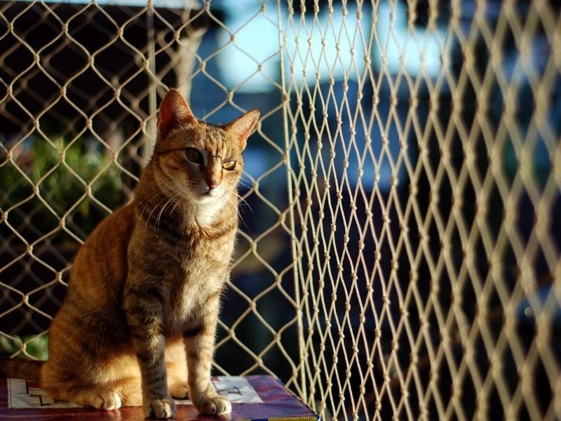Telas de proteção para Sacadas em Fortaleza