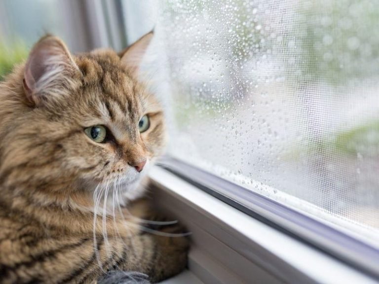 Telas de proteção para creches em Fortaleza