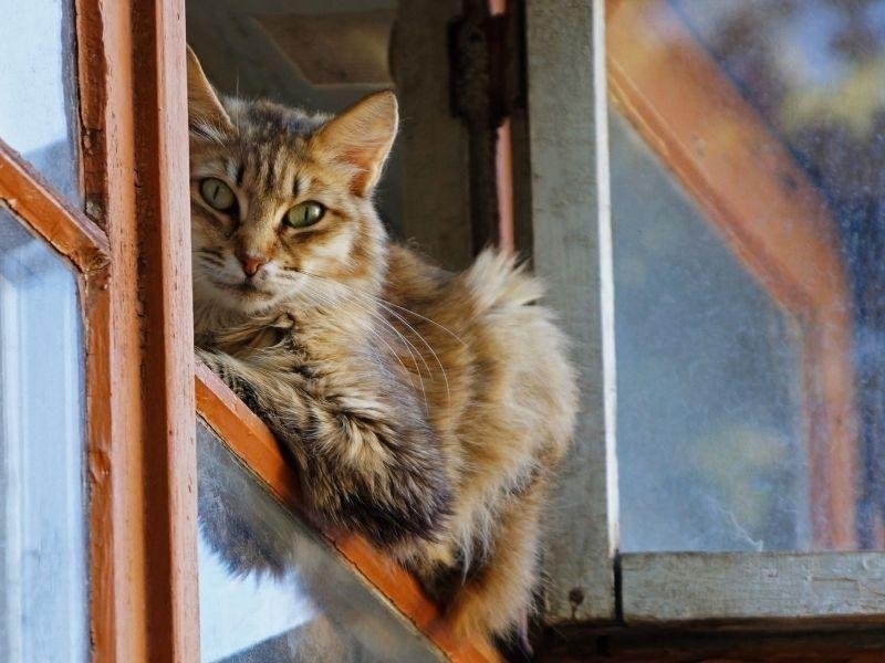 Redes de segurança para piscinas em Fortaleza Redes de segurança para piscinas em Fortaleza