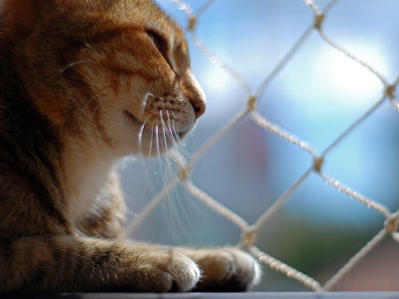 Rede protetiva para Janelas, Sacadas e Piscinas em Cumbuco Rede protetiva para Janelas, Sacadas e Piscinas em Cumbuco