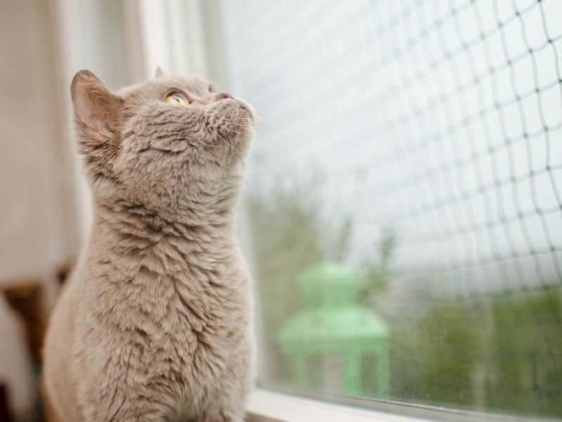 Tela de Proteção para Gatos em Fortaleza Tela de Proteção para Gatos em Fortaleza