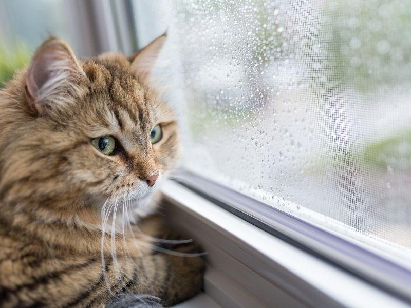 Rede de Proteção Fortaleza